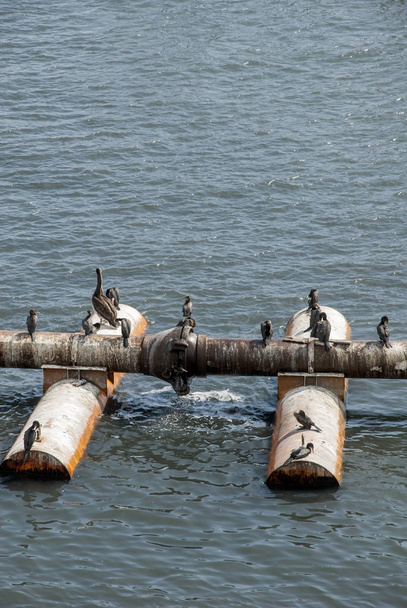 Колония бакланов на трубах - Otaria flavescens - Круизный порт Салаверри - Перу
 - Фото, изображение