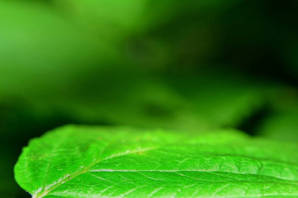 Grünes Blatt in grüner Natur - Foto, Bild