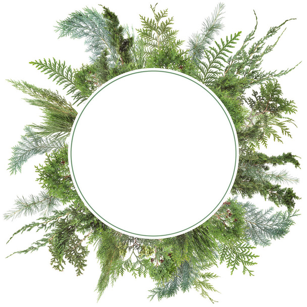 adorable arranged background with different kinds of fresh green isolated conifer leaves, fir branches on white, can be used as template - Foto, Imagen