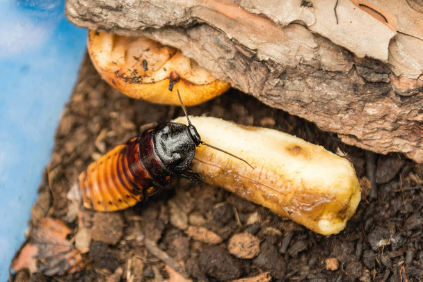 Madagascar silba cucaracha aka Gromphadorina Portentosa mientras come un plátano. Es una de las mayores especies de cucarachas - Foto, imagen