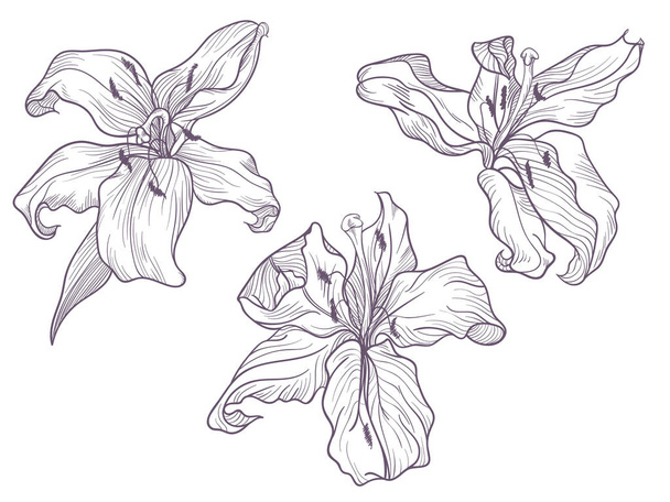 Hand drawn dark lilac lily. Line doodling art. - Vetor, Imagem