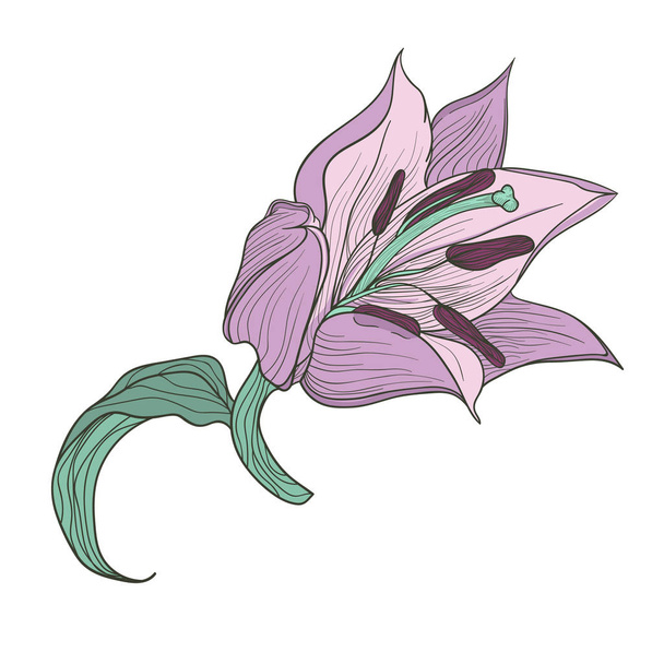 Hand drawn lilac lily. Doodle art. vintage line.  - Vecteur, image