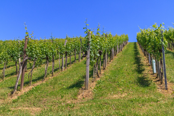 Winnica Toskanii Styrii, w pobliżu leutschach, styria, austria - Zdjęcie, obraz