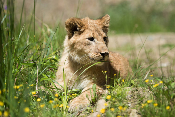 Sulje nuori leijona pentu luonnossa
 - Valokuva, kuva