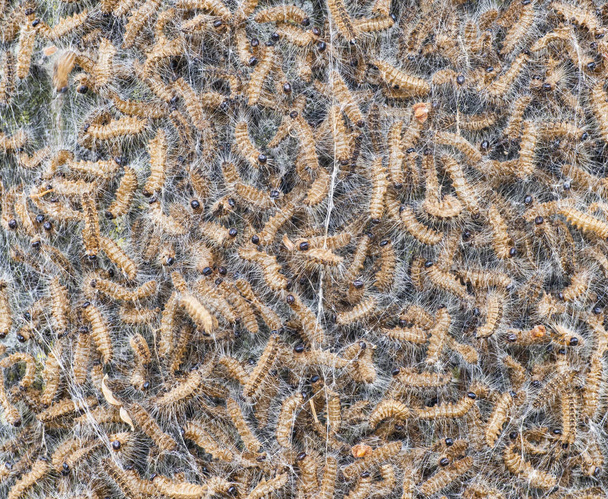 viele tote Eichenprozessionsspinner in einem Nest an einer Eiche nach chemischer Bekämpfung von Insekten. - Foto, Bild