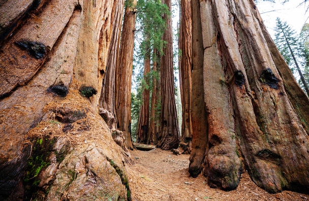 Sequoias forest in summer season - Фото, изображение