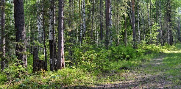 Siberian taiga forest on a summer day - Фото, зображення