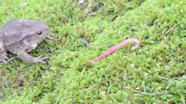 amphibia varangy ül moss féreg földigiliszta élelmiszer csúszás - Felvétel, videó