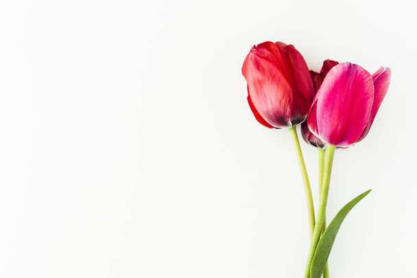 Flores de tulipán en mesa blanca con espacio de copia para su vista superior de texto
. - Foto, Imagen