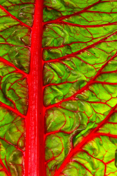 Beet leaf texture.  Leaf beet vitamin pantry. Ingredient for salad - Foto, Imagen