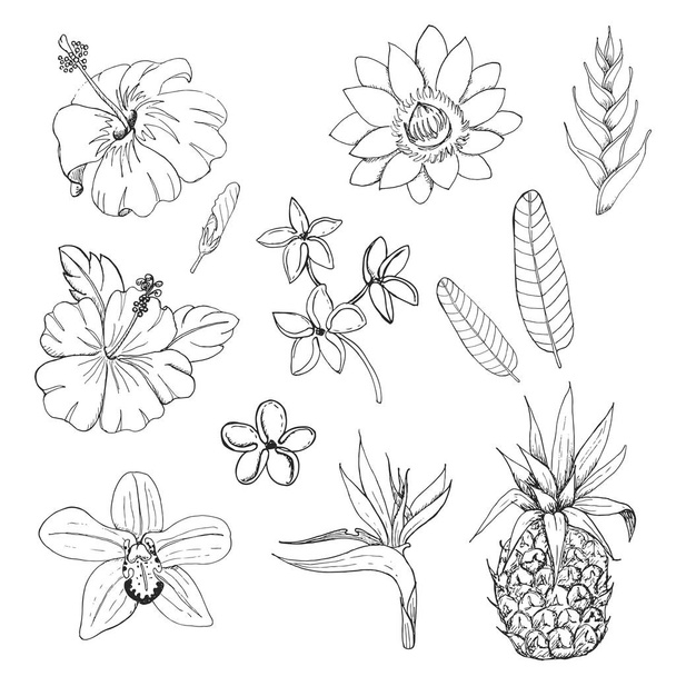 Set of exotic flowers and herbs - Vektor, obrázek