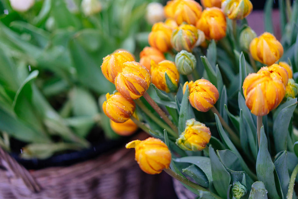 gelbe Tulpen mit grünen Blättern. Frühlingsblumen Nahaufnahme - Foto, Bild