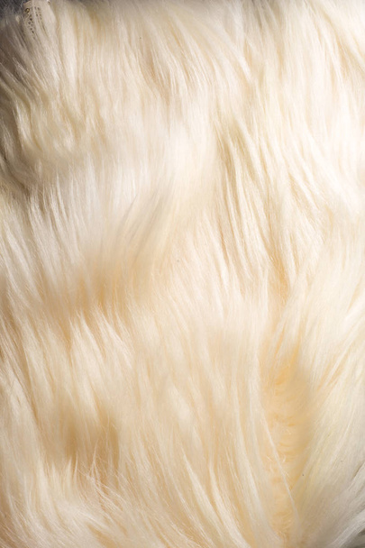 Textura, fondo, patrón. Piel de yak, piel con pelo largo de color blanco
 - Foto, imagen