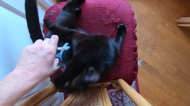 czarny kot cięcia paznokci - Materiał filmowy, wideo