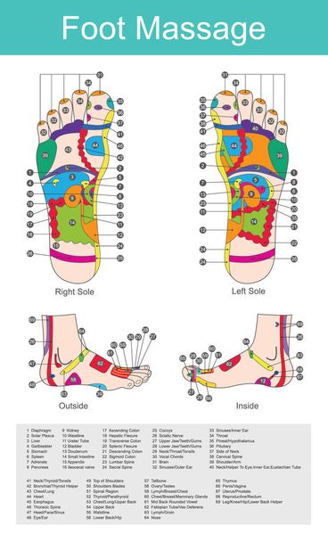 While various types of reflexology related massage styles focus on the feet, massage of the soles of the feet is often performed purely for relaxation or recreation. It is believed there are some specific points on our feet that correspond to differe - Vector, Image