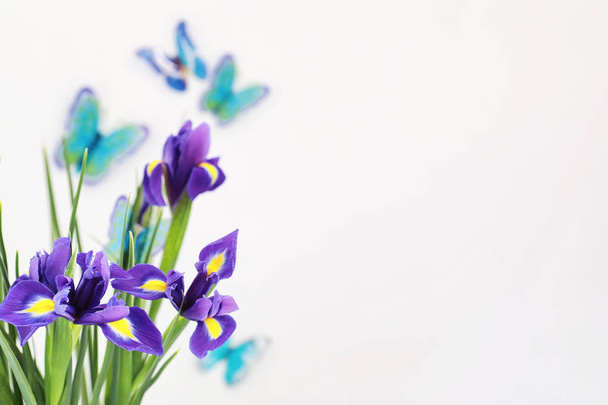 Фіолетові іриси на білому тлі
 - Фото, зображення