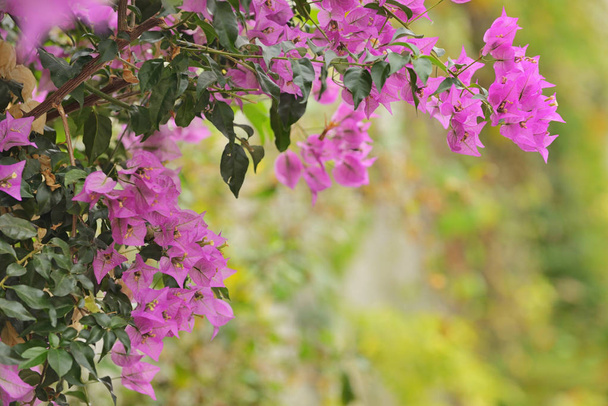 Purple bougainvillea flowers in garden - Photo, Image