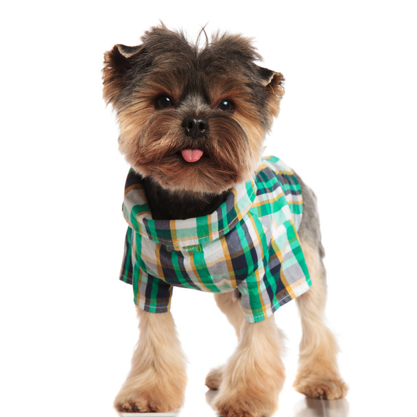 stylish yorkshire terrier wearing an elegant costume and panting while standing on white background - Photo, Image