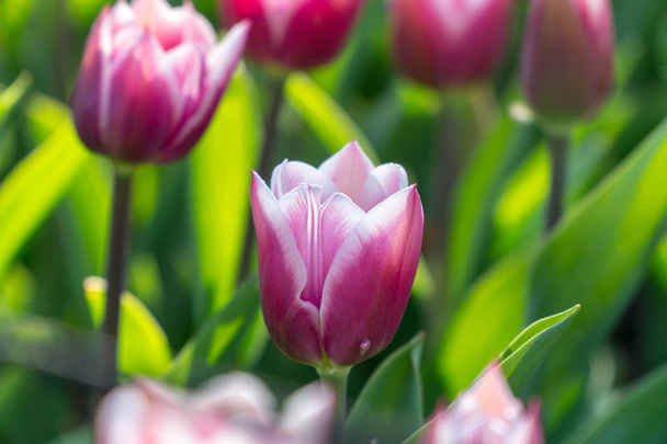 Nice white and purple tulip in a garden - Foto, Imagem