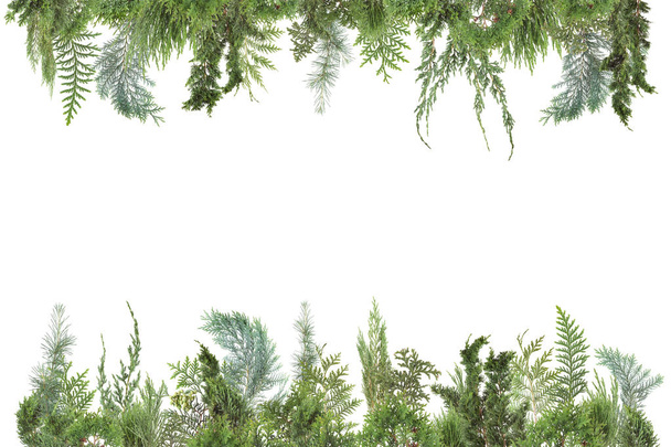 ułożone tło z różnego rodzaju świeże zielone iglaste na białym tle liści, gałęzi jodły na białym, może być używany jako szablon - Zdjęcie, obraz