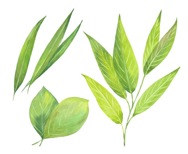 watercolor green leaves - Foto, imagen