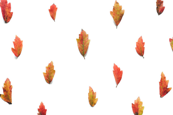 Őszi színes levelek, a fehér háttér minta. Nézd meg felülről. - Fotó, kép
