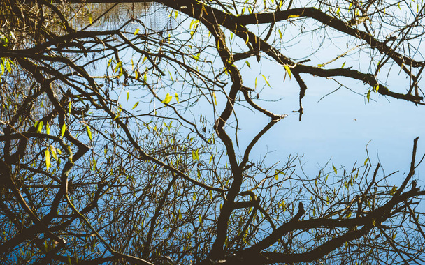 Tree branches reflected in water - Zdjęcie, obraz