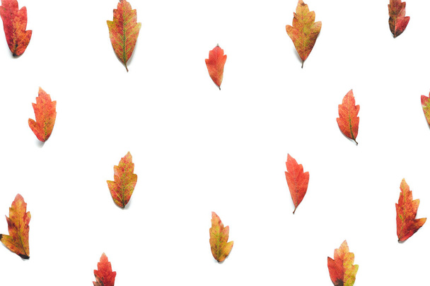 Herfst patroon met kleurrijke bladeren op een witte achtergrond. Bekijk van bovenaf. Kopiëren van ruimte. - Foto, afbeelding