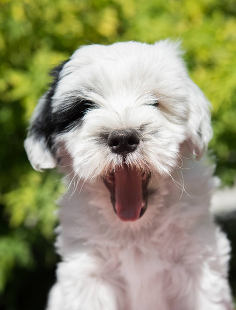 biały zabawny pies Terrier tybetański szczeniak uśmiecha się na łonie natury - Zdjęcie, obraz