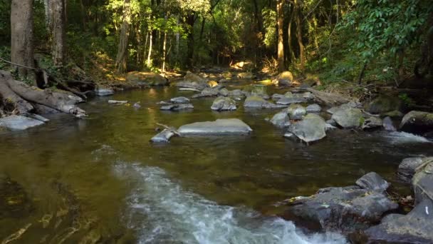 frischer Strom im üppigen tropischen Dschungel-Regenwald - Filmmaterial, Video
