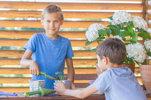 ガーデニング、二人の少年は裏庭のテラス、バルコニーの鉢に植物を植えて. - 写真・画像