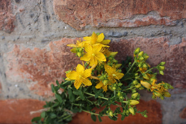 gelbe Blüten des heiligen Johanniskrautes auf einem Backsteinhintergrund - Foto, Bild