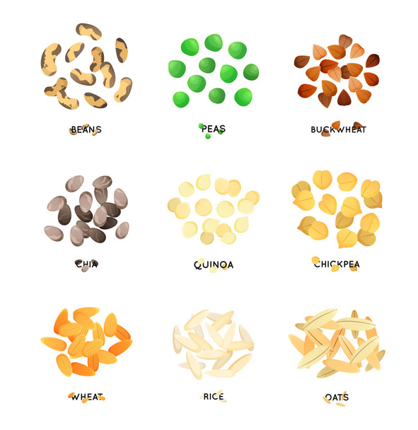 Agro culture seeds. Cereals illustration. - Vector, Image