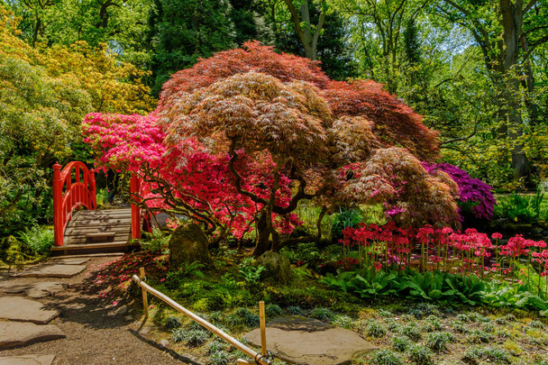 Kleuren in de Japenese tuin in Clingendael, Den Haag, Nederland - Foto, afbeelding
