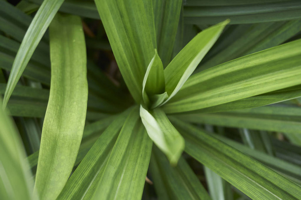 close up of pandan leaf at back yard - Foto, Imagem