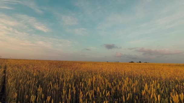 Grain veld horizon met wolken in de blauwe hemel - Video