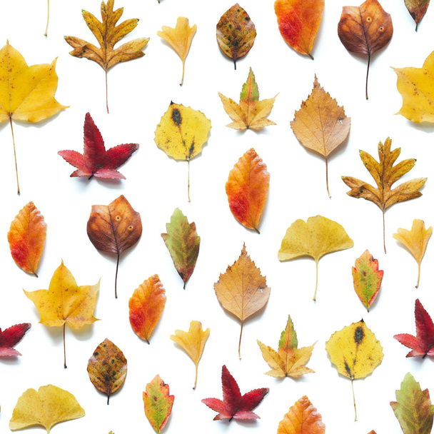 Seamless pattern with colorful autumn (maple, birch, linden, ginkgo) leaves on white background. - Photo, image
