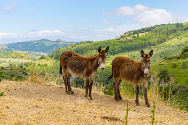 Dos burros en un montículo en un prado en las montañas de Sicilia
 - Foto, imagen