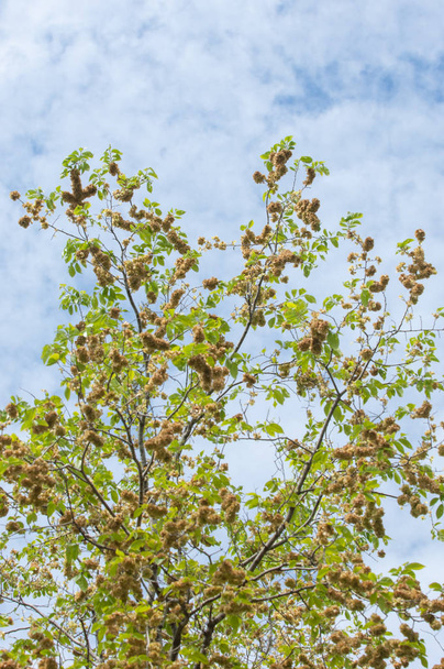 Flowers of Elms, Karagach. Elm Tree, fruits of the elm tree - Photo, Image