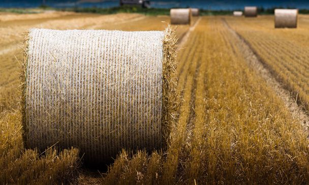 Красивый ландшафт сельскохозяйственного пшеничного поля - Круглые связки сухой травы в поле, тюки сена
 - Фото, изображение