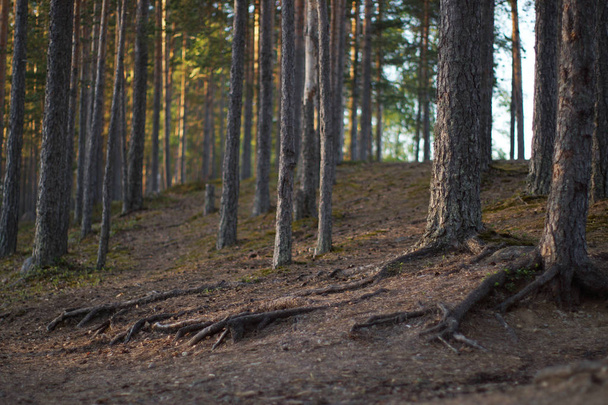 Pine forest with roots sticking out of the ground. - Foto, afbeelding