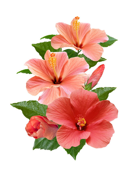 na białym tle różowy kwiat hibiskusa i liści  - Zdjęcie, obraz