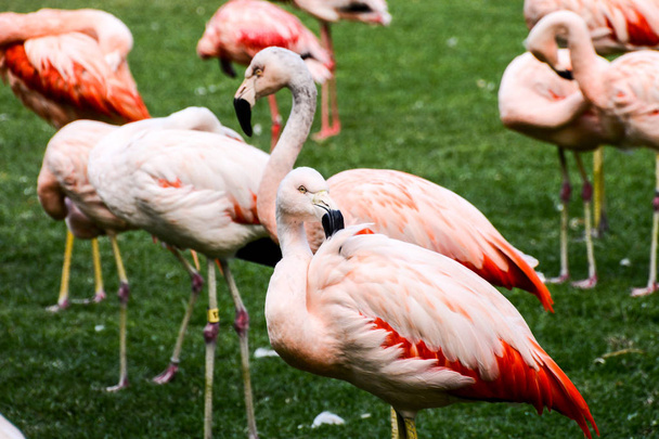 Foto Foto de Pink Animal Bird Wild Flamingo - Foto, imagen