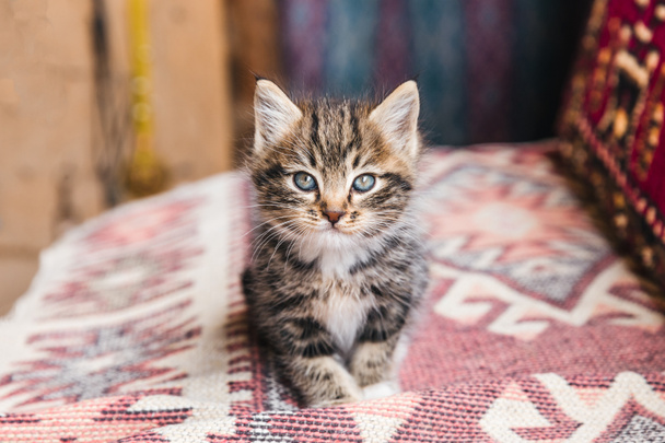 kitten - Photo, Image