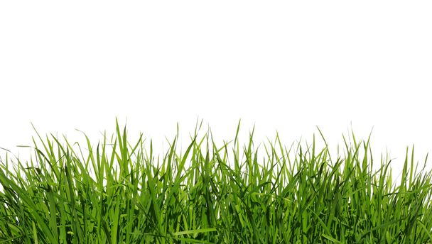 green grass - Photo, Image