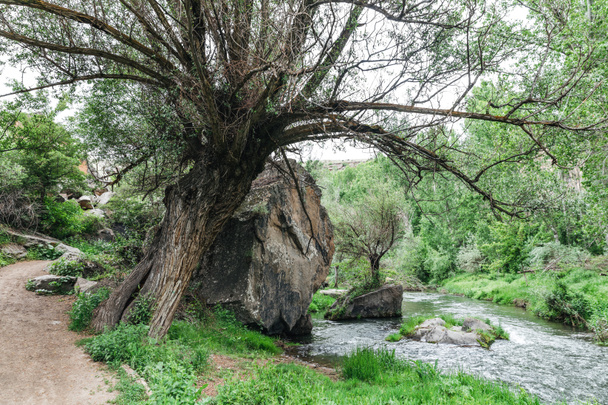 Ağaç - Fotoğraf, Görsel