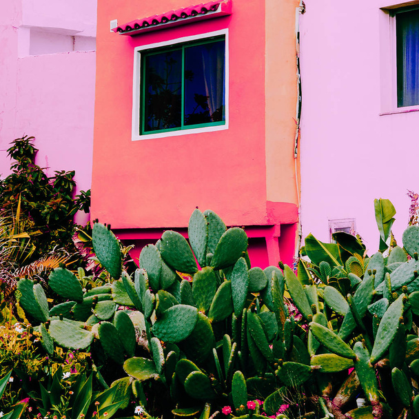 Canary island. Cactus garden.  Minimal cacti mood - Zdjęcie, obraz