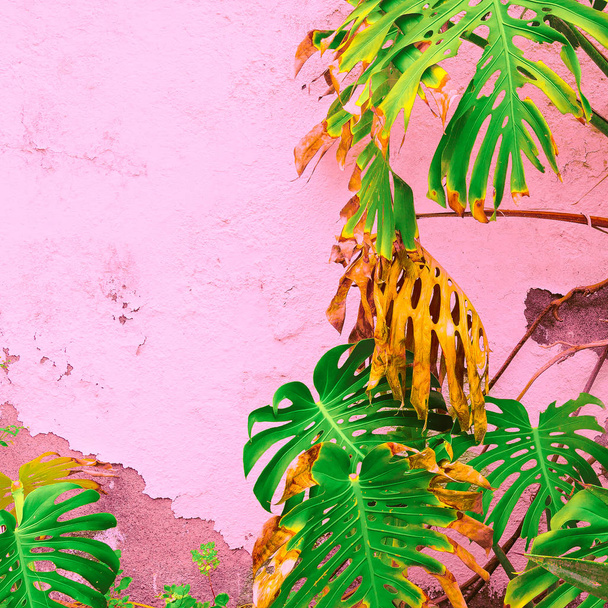 Plants on pink fashion concept. Palm on pink wall background. - Fotó, kép