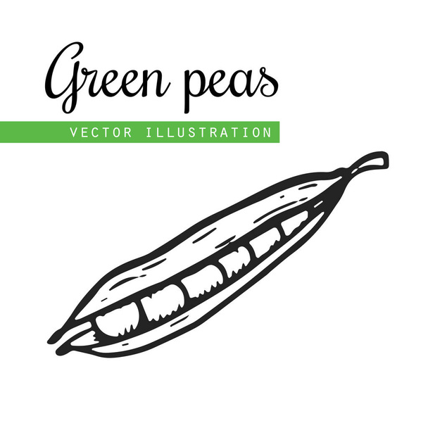 Comida vegetariana. Guisantes verdes aislados hechos a mano. Vector vintage verduras ilustración. Puede ser utilizado para el papel de embalaje, festival de la calle, mercado de agricultores, feria del país, tienda, menú, cafetería, restaurante
 - Vector, Imagen