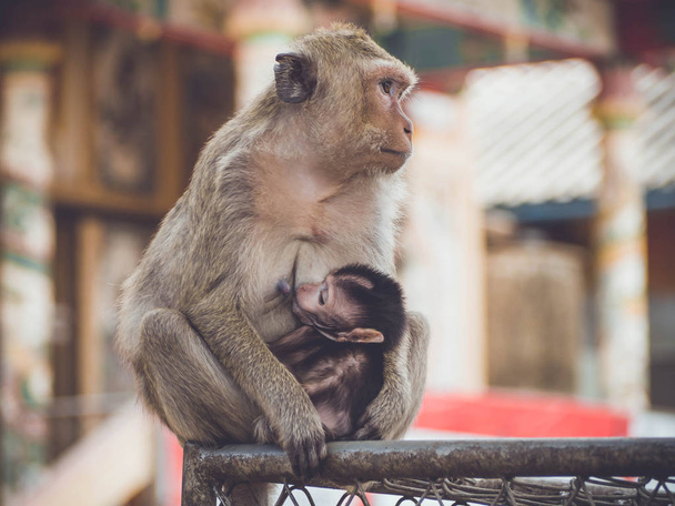 Μαϊμού στο δρόμο, αγκαλιά, αγάπη, οικογένεια ζώων, - Φωτογραφία, εικόνα